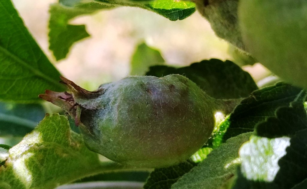  Dolu 100 dekar tarım arazisine zarar verdi   