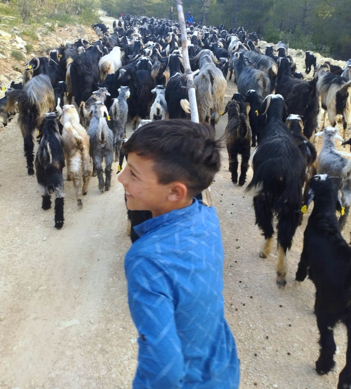 yörük göçü 