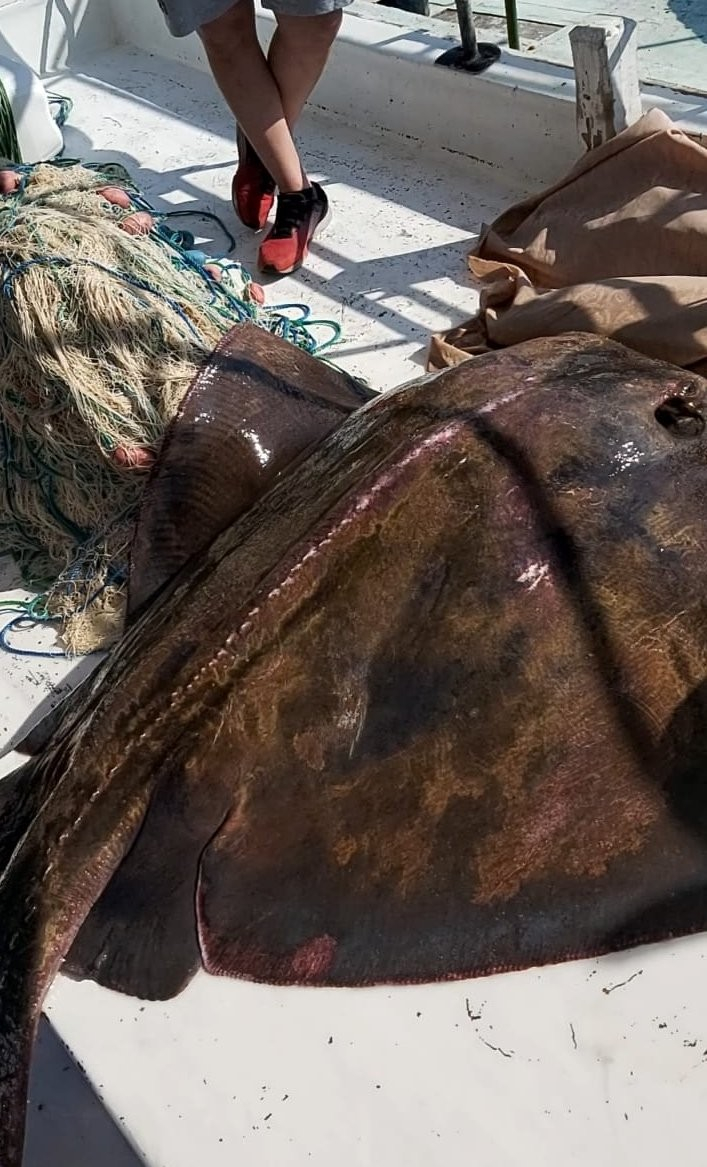 Mersin’de balıkçılar 200’er kiloluk 2 vatoz yakaladı
