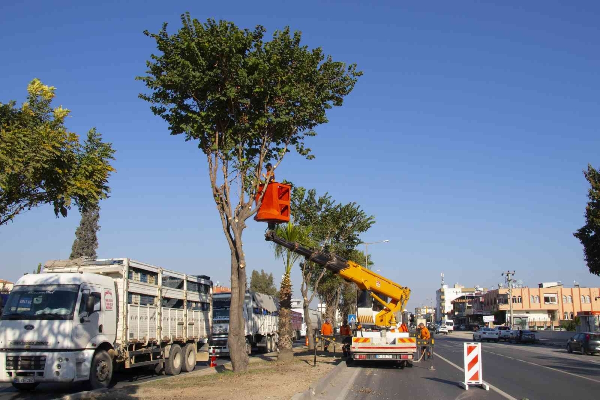 Mersin’de refüjlerde ağaçların bakımı yapılıyor
