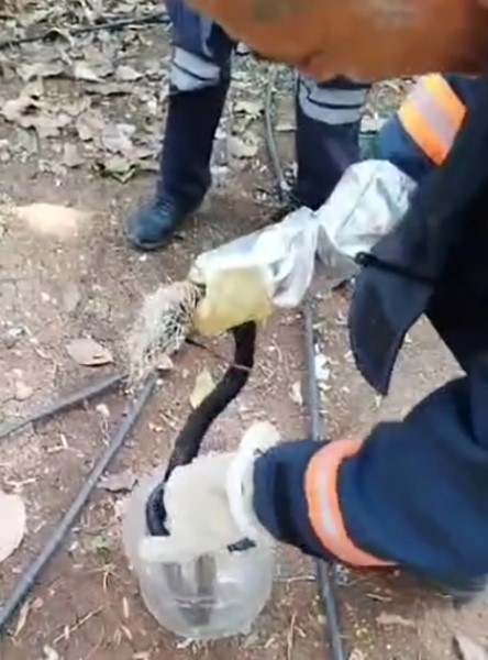 Balık ağına takılan yılan itfaiye ekiplerince kurtarıldı
