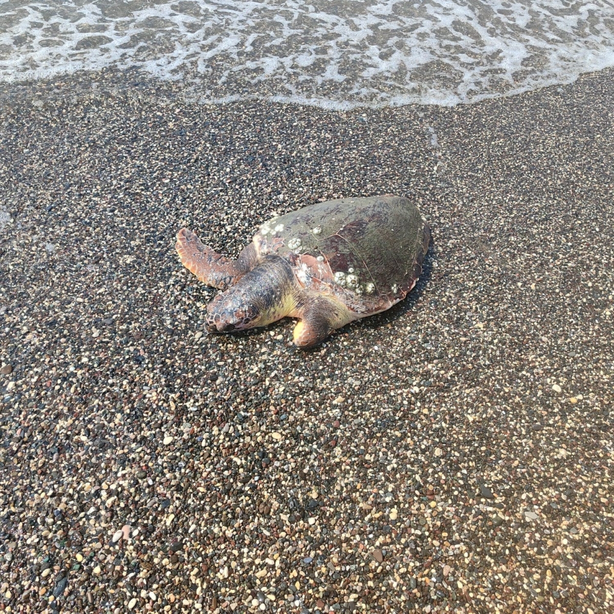 Ölü caretta caretta sahile vurdu
