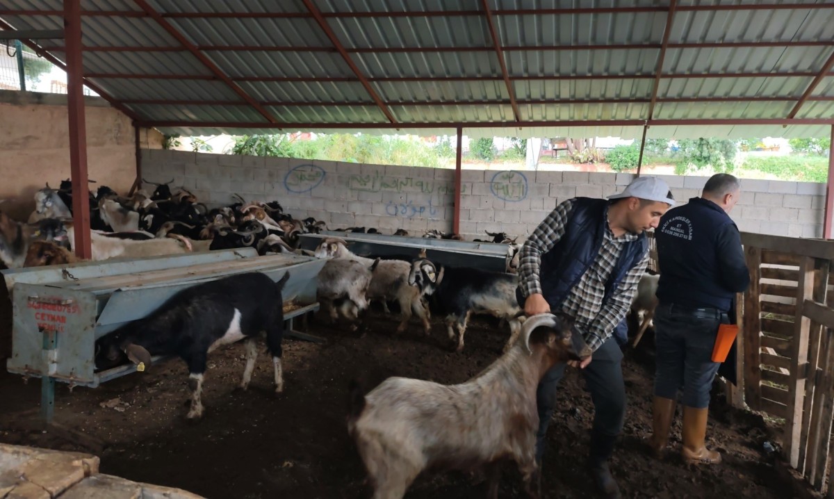 Kurbanlıklar satışa çıktı, pazarlıklar kızıştı