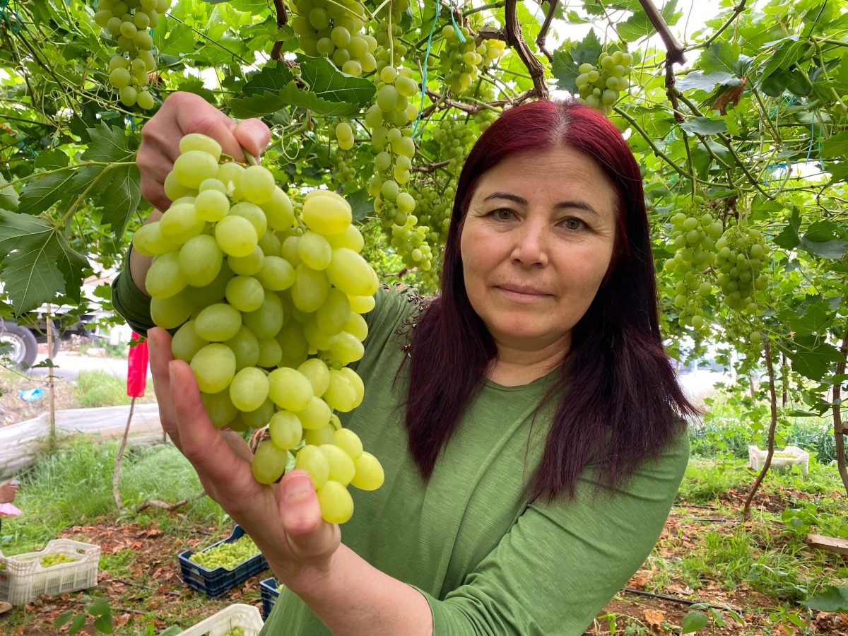 Bölgenin  incisi üzümde hasat başladı
