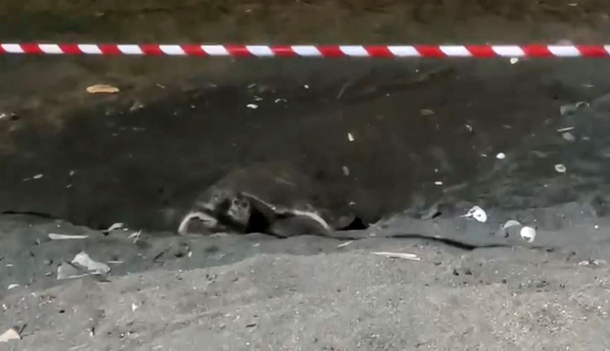 Koruma alanı dışına yuva yapan caretta caretta için şeritli tedbir