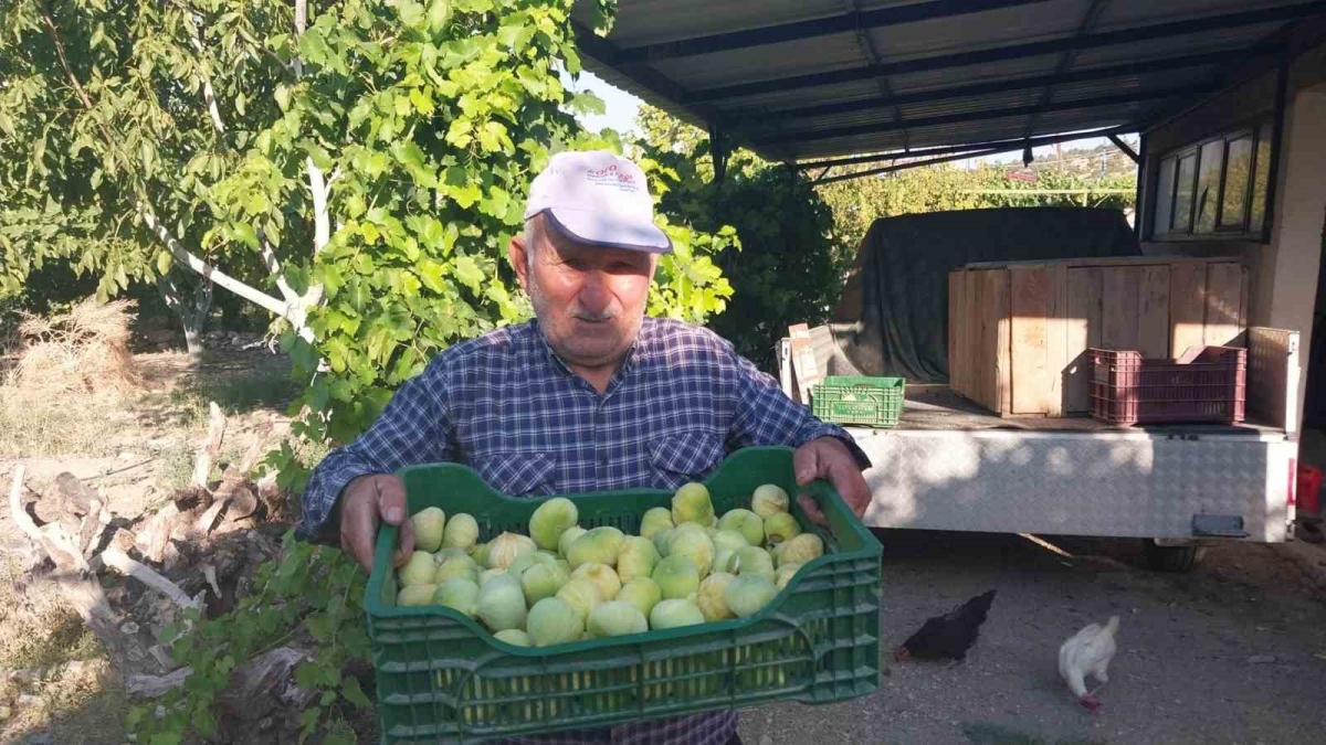 Mersin’de incir hasadı başladı

