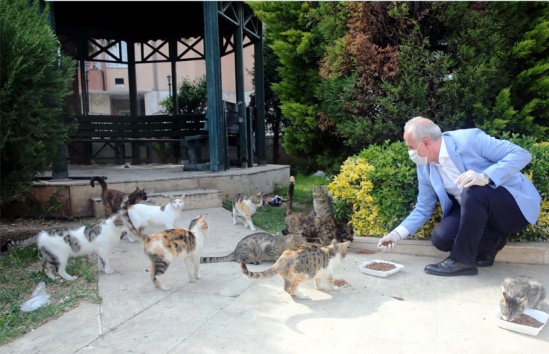 Akdeniz Belediyesi, sokak hayvanları için yuva yapıyor 
