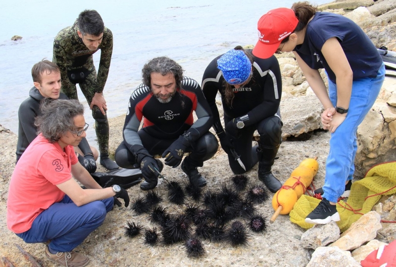 Akdeniz'de dikenli zehirli istilacı deniz kestanesi tehlikesi   