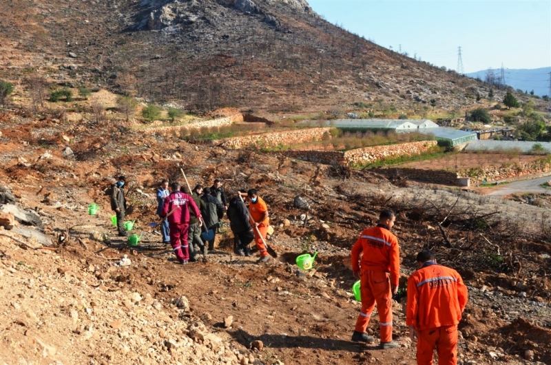  Aydıncık’ta yanan alanlara 70 bin keçiboynuzu fidanı dikildi 