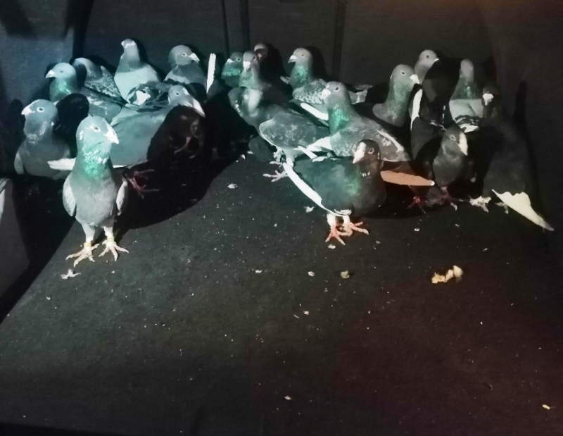 Güvercin hırsızları yakalandı 