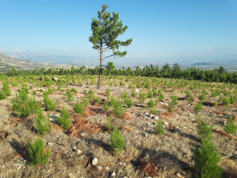 Mersin Orman Bölge Müdürlüğü, 42 bin hektar gençleştirme ve bakım yaptı 