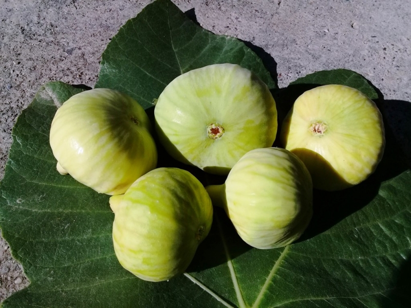     Mersin'de incir sezonu 8 lirayla kapattı   