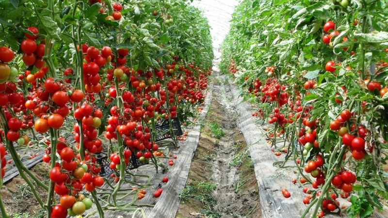  Mersin’de örtü altı domates tarlada 16.50 TL'den alıcı buluyor   