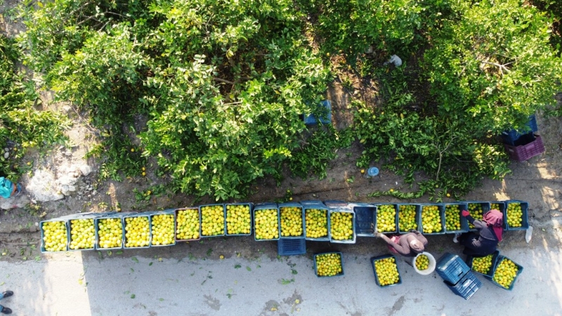 Mersin'den 60 ülkeye limon ihracatı 