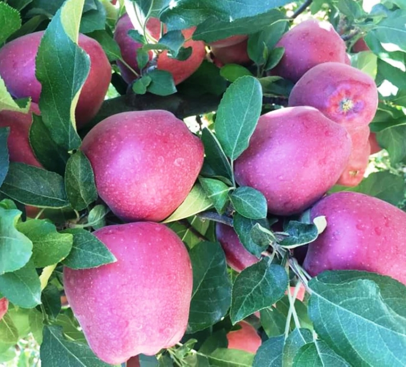 Mut'ta 22 bin ton elma rekoltesi bekleniyor 