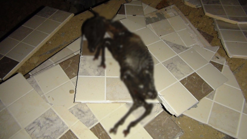  Silifke'de yanmış yavru keçi bulundu    