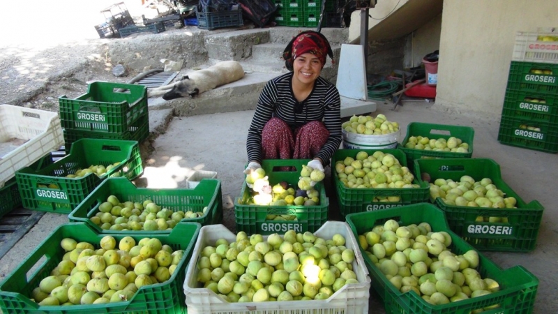 Silifke’de yaş incir 10 lira, kuru incir ise 50 liradan satılıyor   