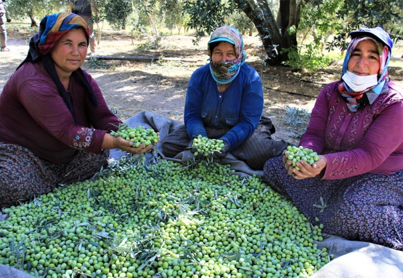  Tescille önü açılan Mut zeytinyağı Avrupa'ya ihraç edilmeye başlandı 