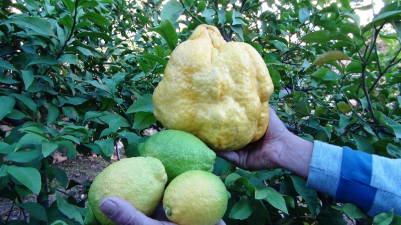  Türkiye’nin en büyük limonu 2 kilo 40 gram  