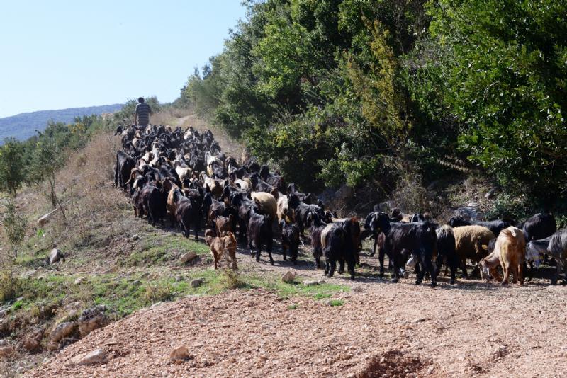 Yörüklerde Oğlak Sevinci 