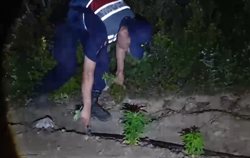 Mersin’de ormanlık alana ekilen bin 500 kök kenevir ele geçirildi