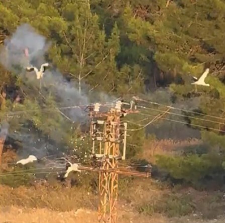 Direğe konan 5 leylekten 3’ü elektrik akımına kapılarak telef oldu
